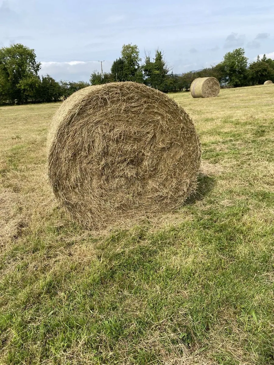 Hay for sale - Image 1