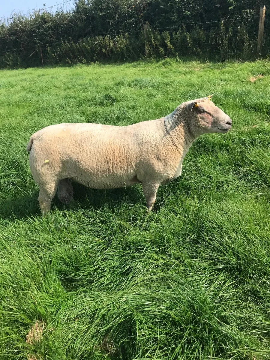 2 year old Purebred Charolais ram - Image 1