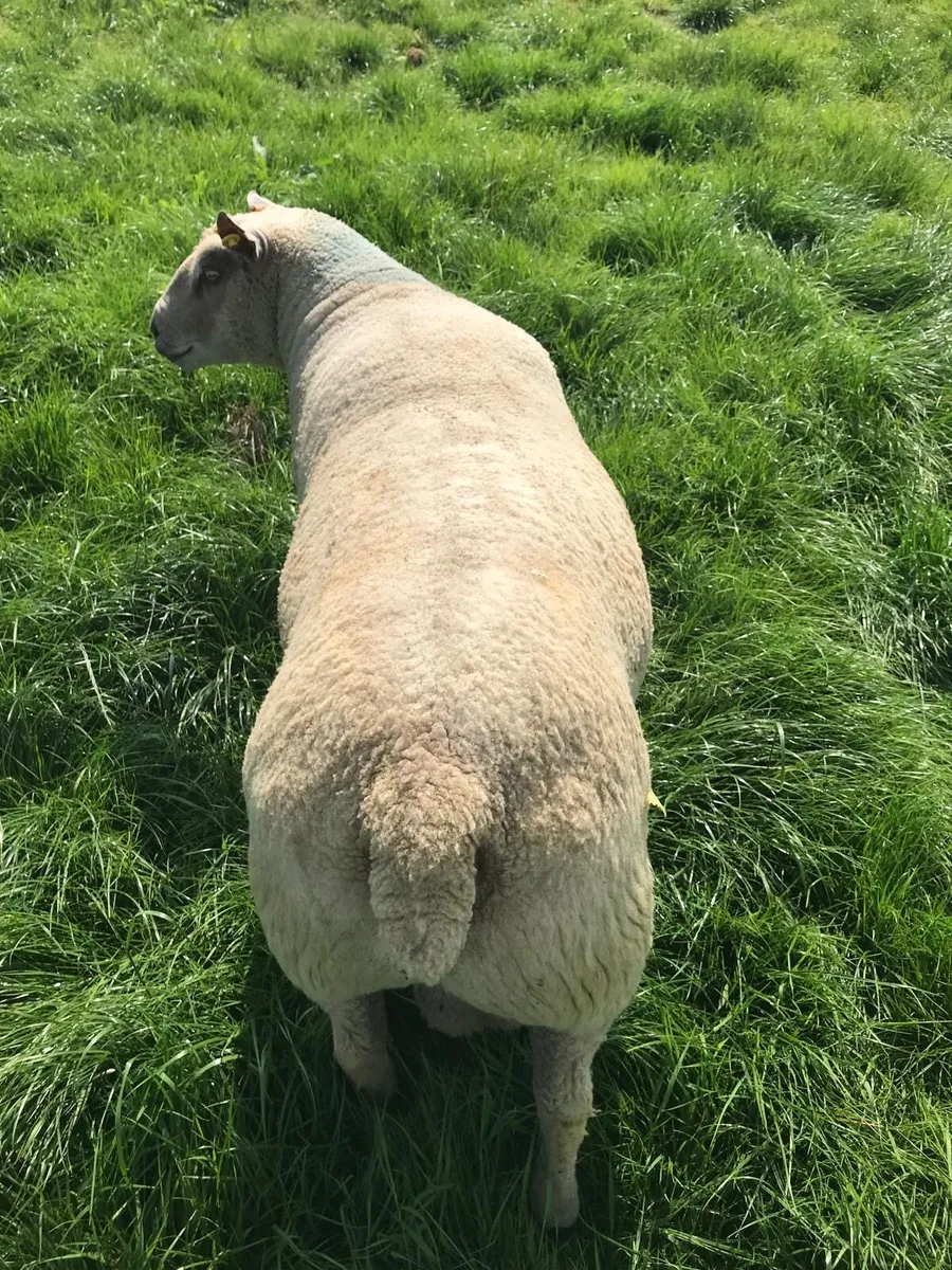2 year old Purebred Charolais ram - Image 2