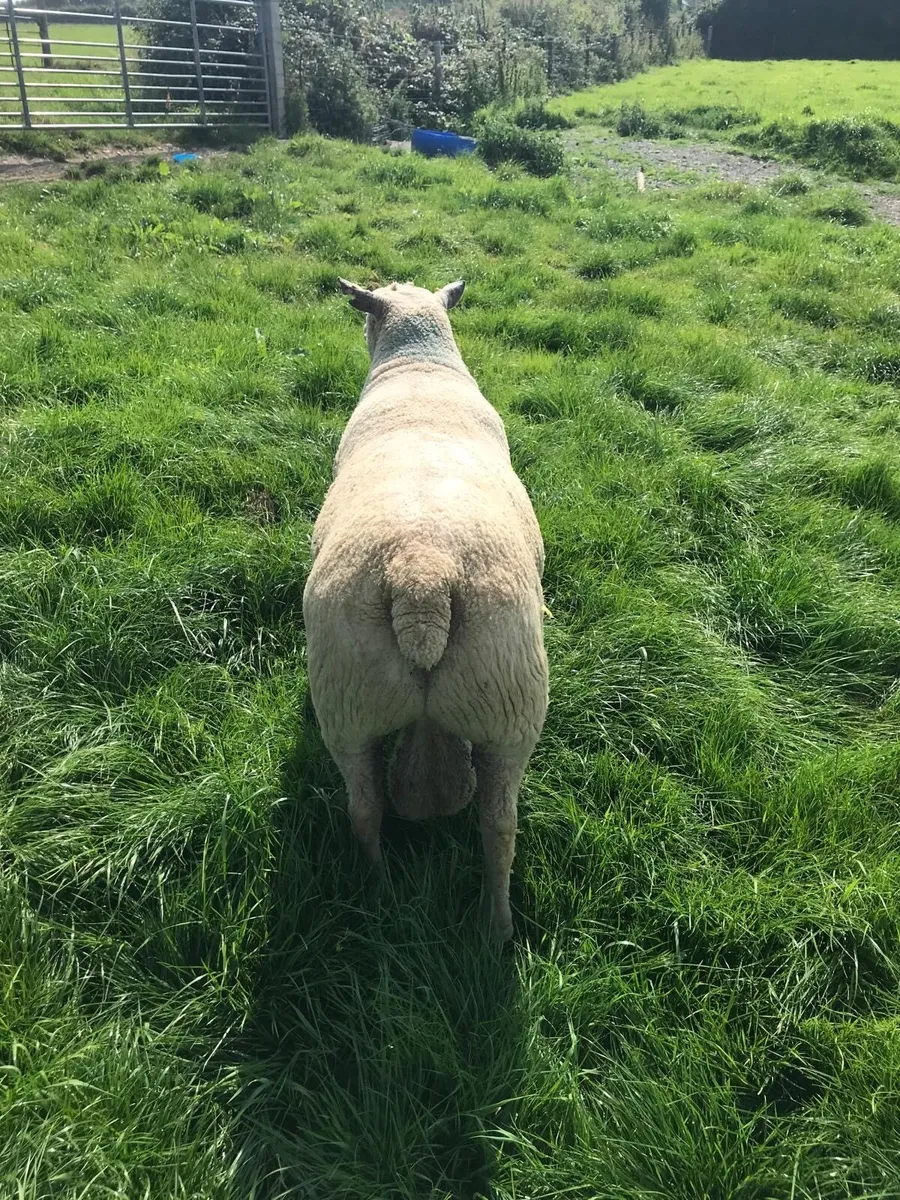 2 year old Purebred Charolais ram - Image 3