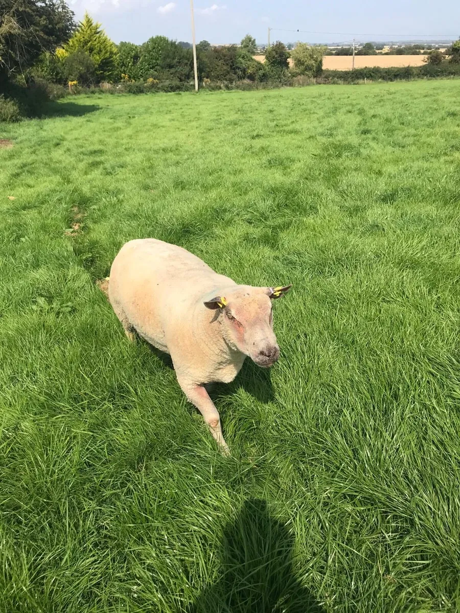 2 year old Purebred Charolais ram - Image 4