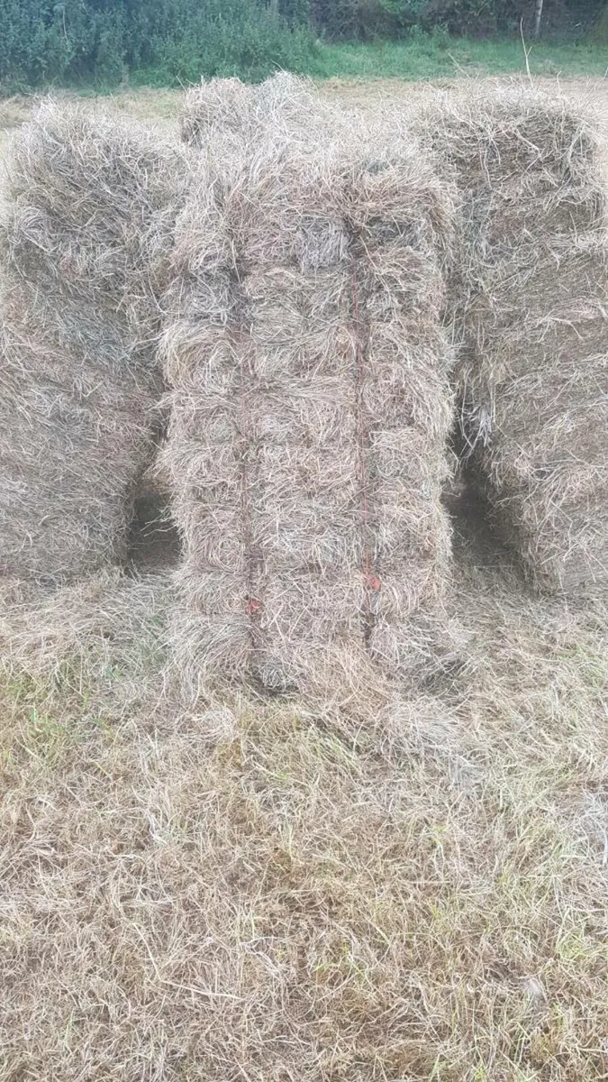 Hay for sale - Image 2