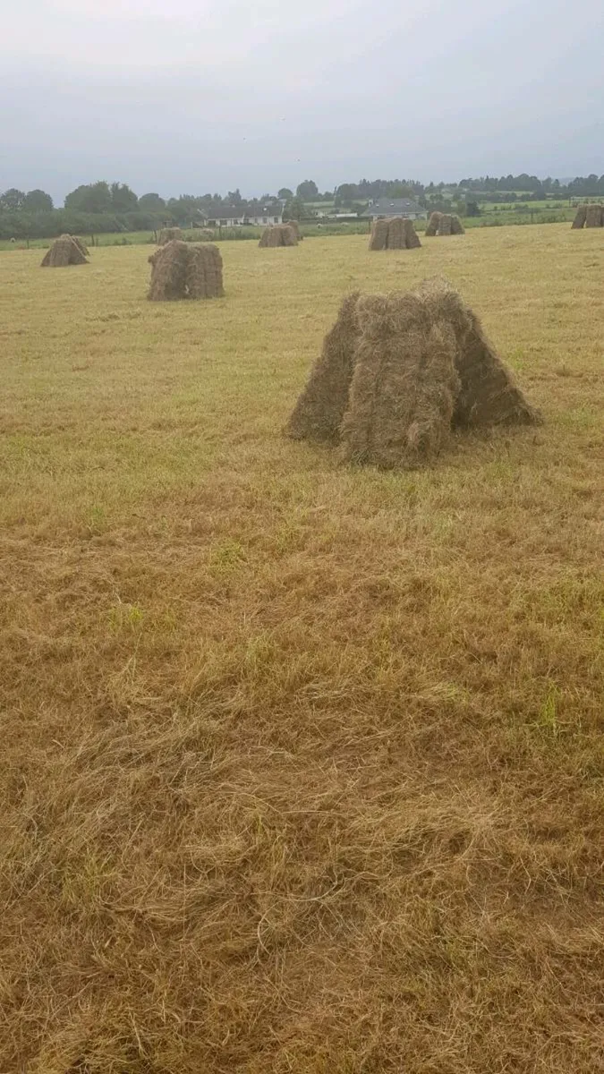 Hay for sale - Image 3