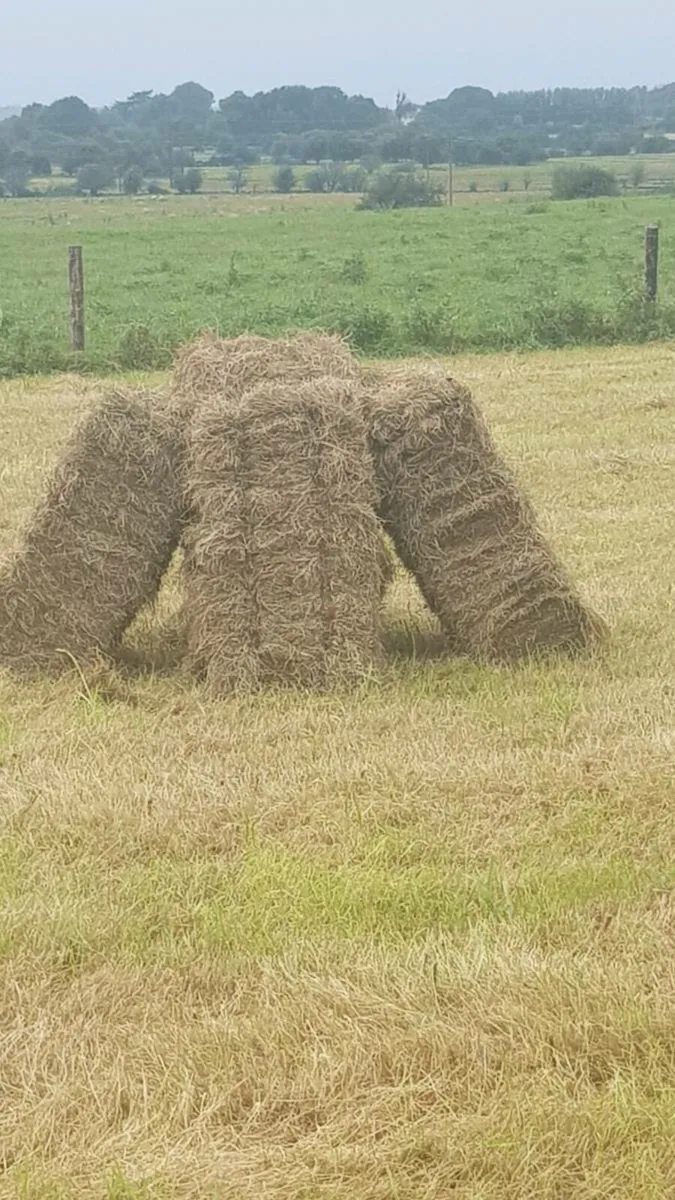 Hay for sale - Image 4