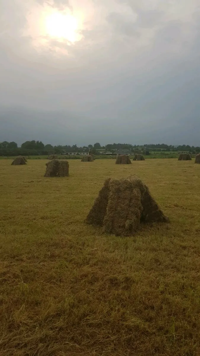 Hay for sale - Image 1