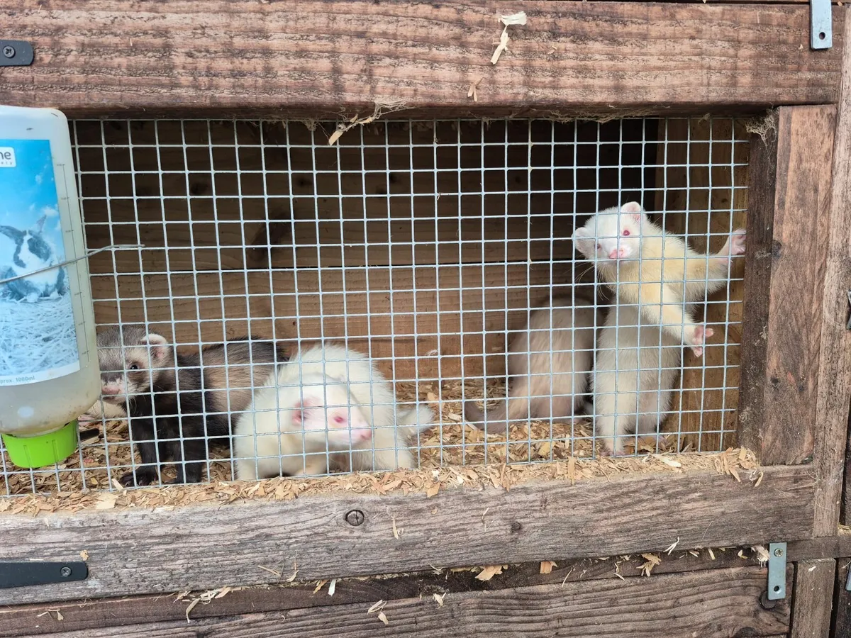 Ferrets - Image 1