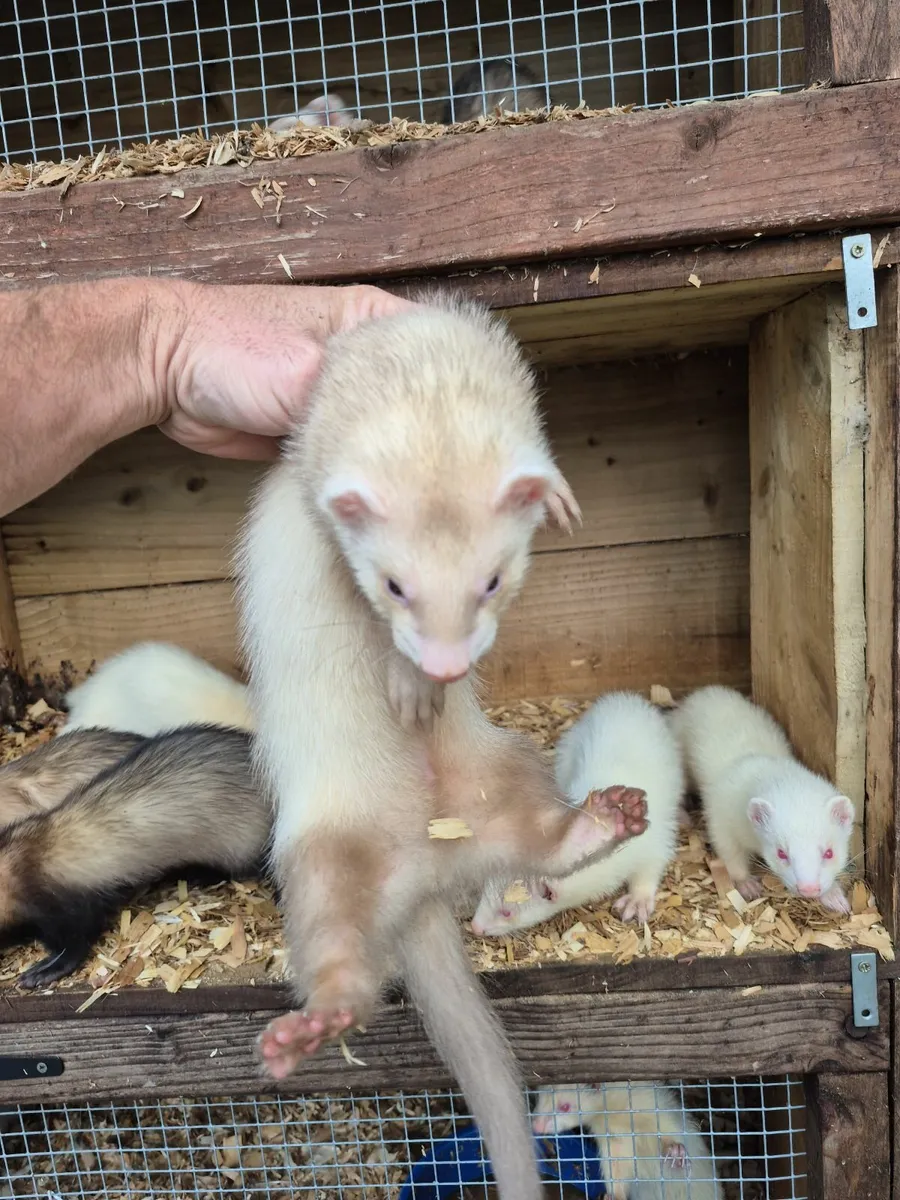 Ferrets - Image 2