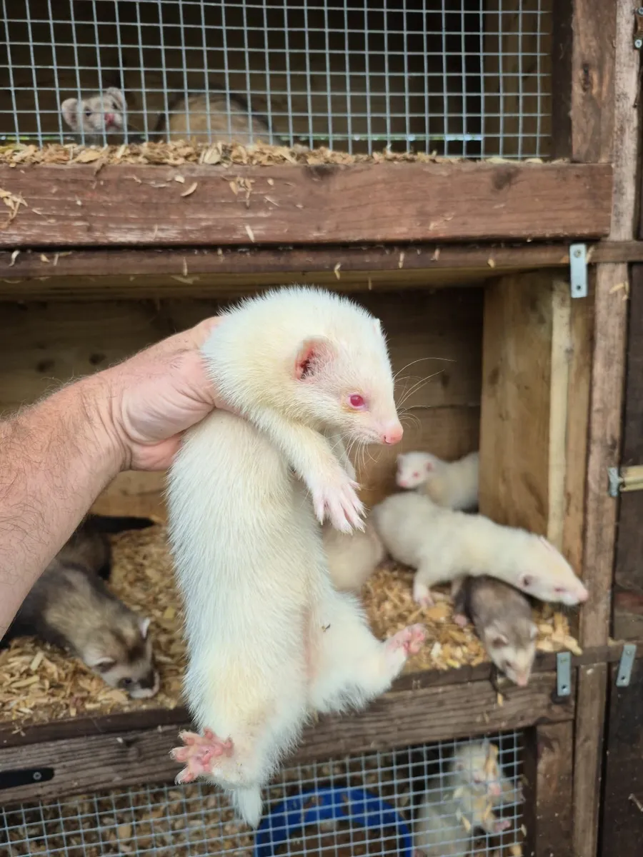 Ferrets - Image 3