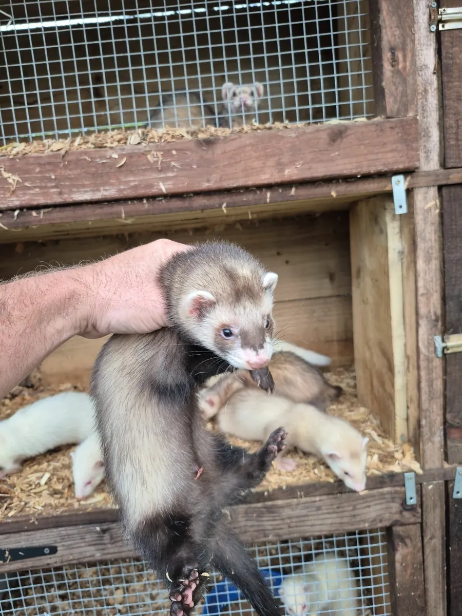 Ferrets - Image 4