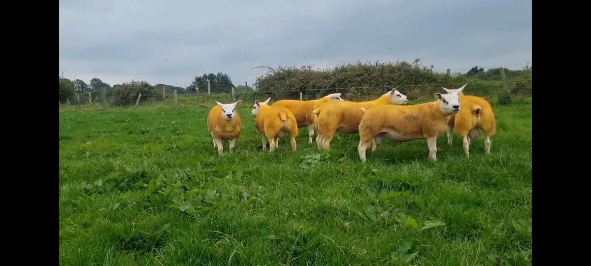 Pedigree Texel ram lambs - Image 1