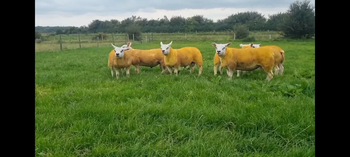 Pedigree Texel ram lambs - Image 2