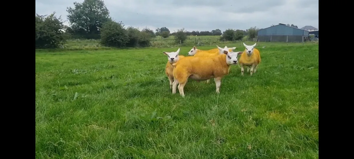 Pedigree Texel ram lambs - Image 3