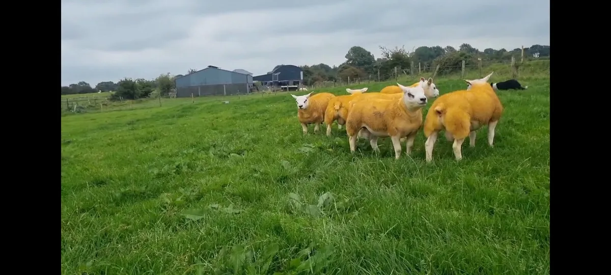 Pedigree Texel ram lambs - Image 4