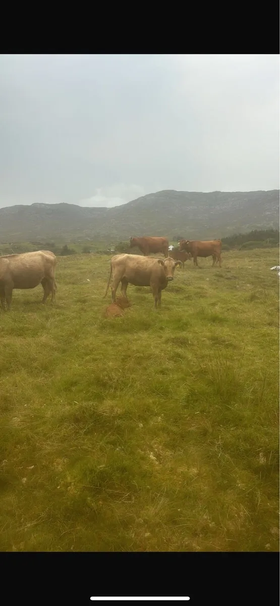 Dexter cows - Image 1