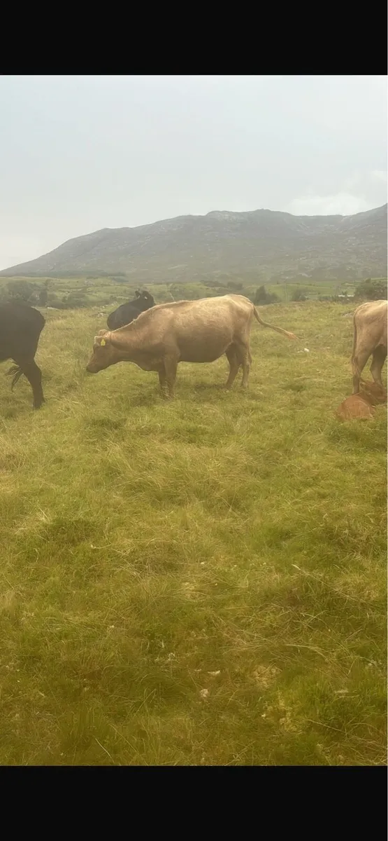 Dexter cows - Image 2