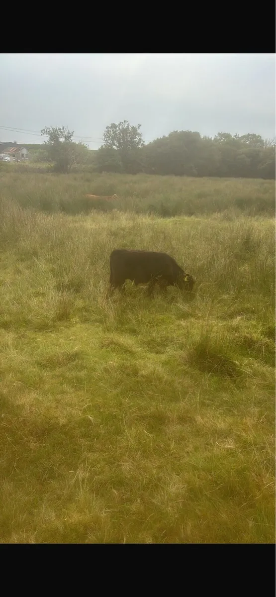 Dexter cows - Image 3