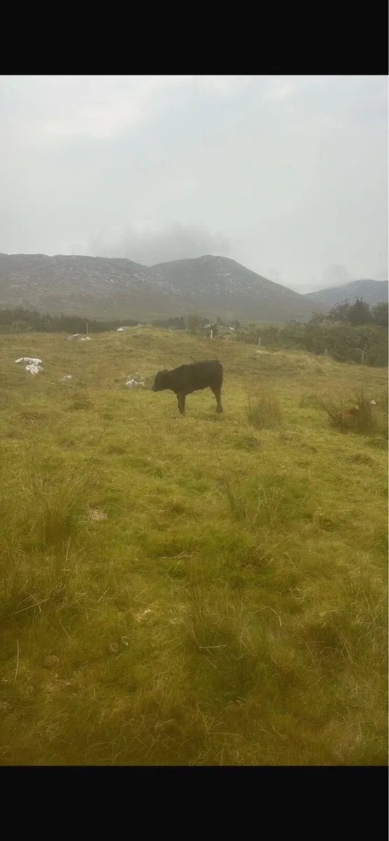 Dexter cows - Image 4