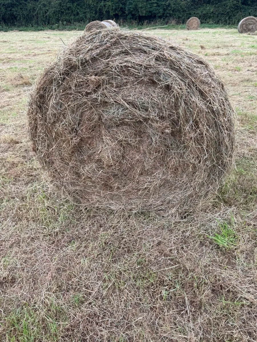 Green Hay - Image 1