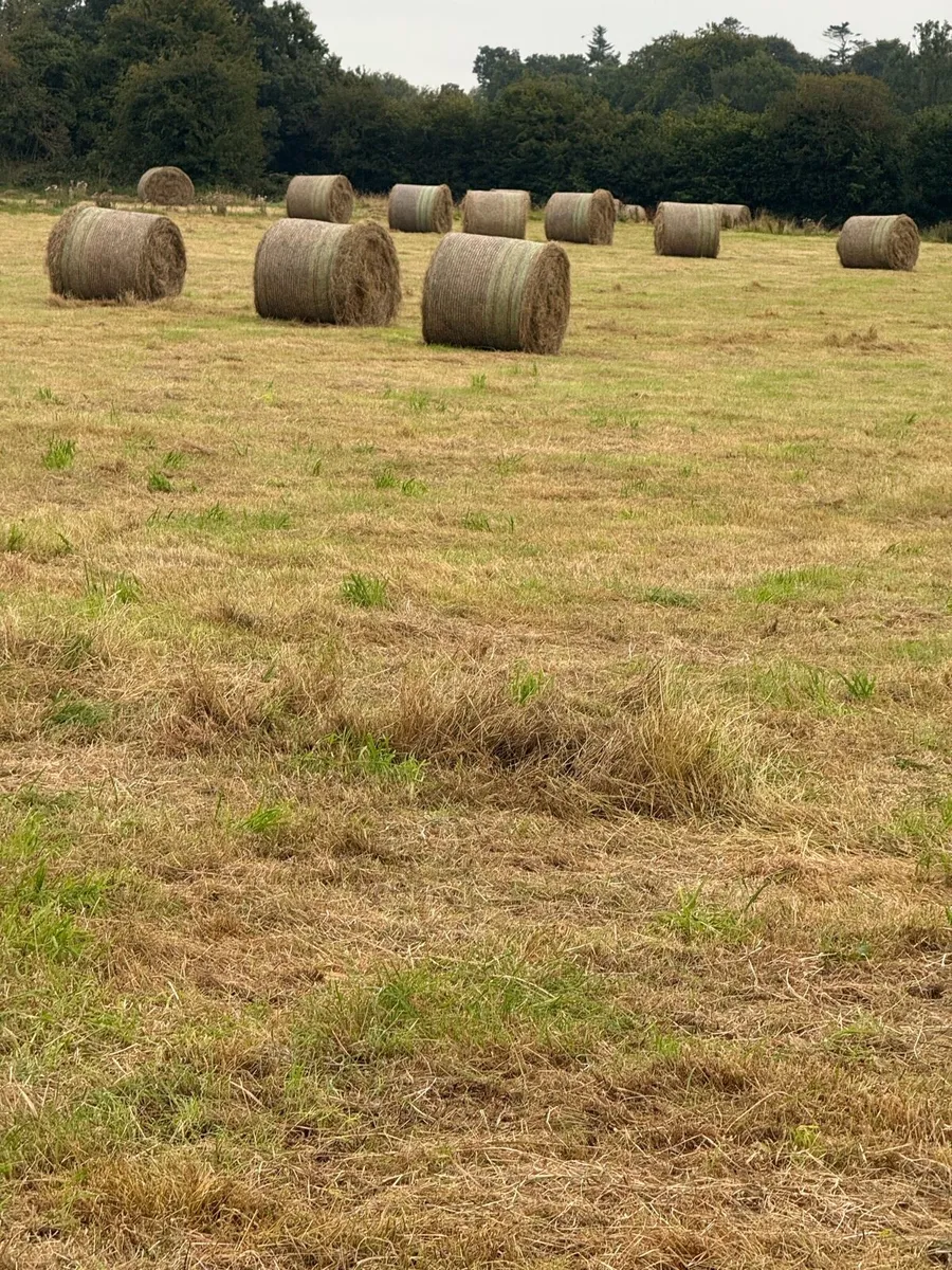 Green Hay - Image 2