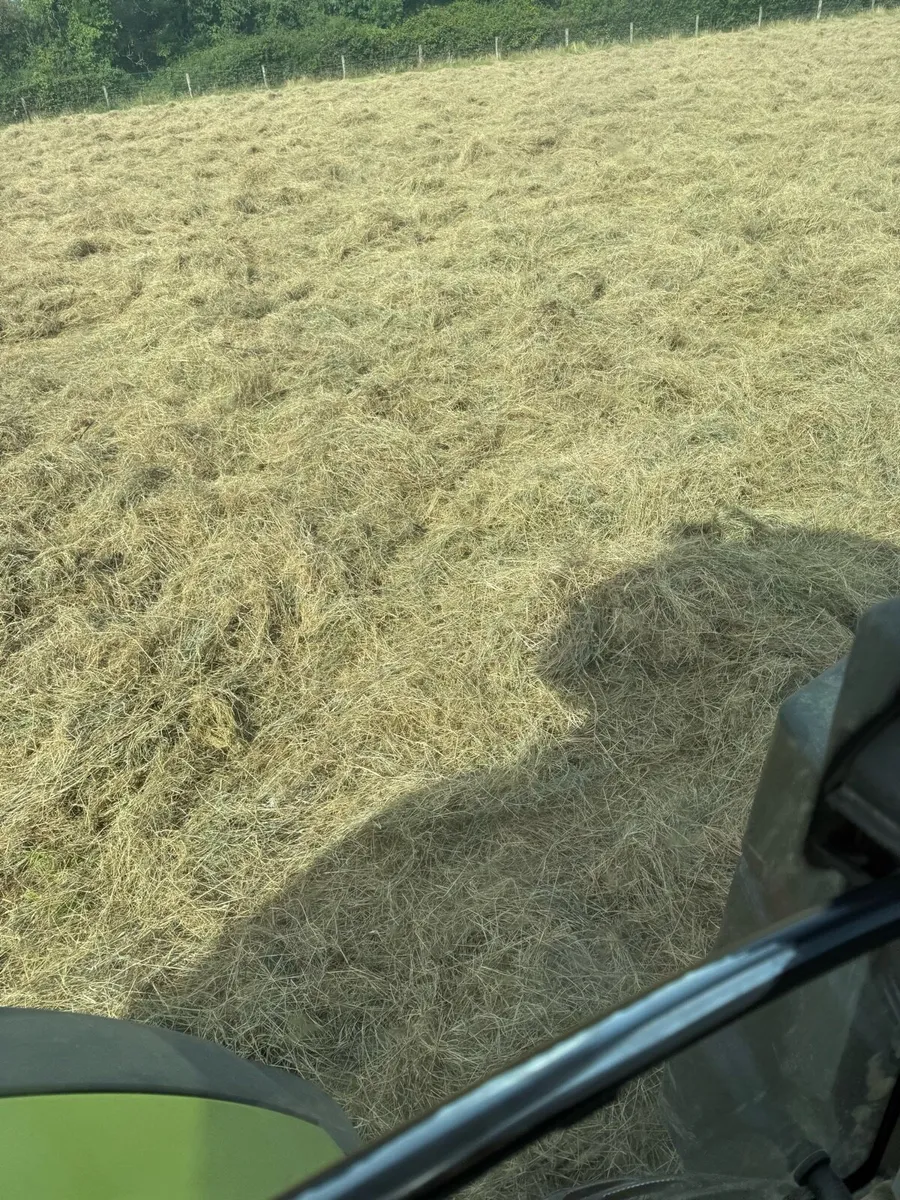 Green Hay - Image 3