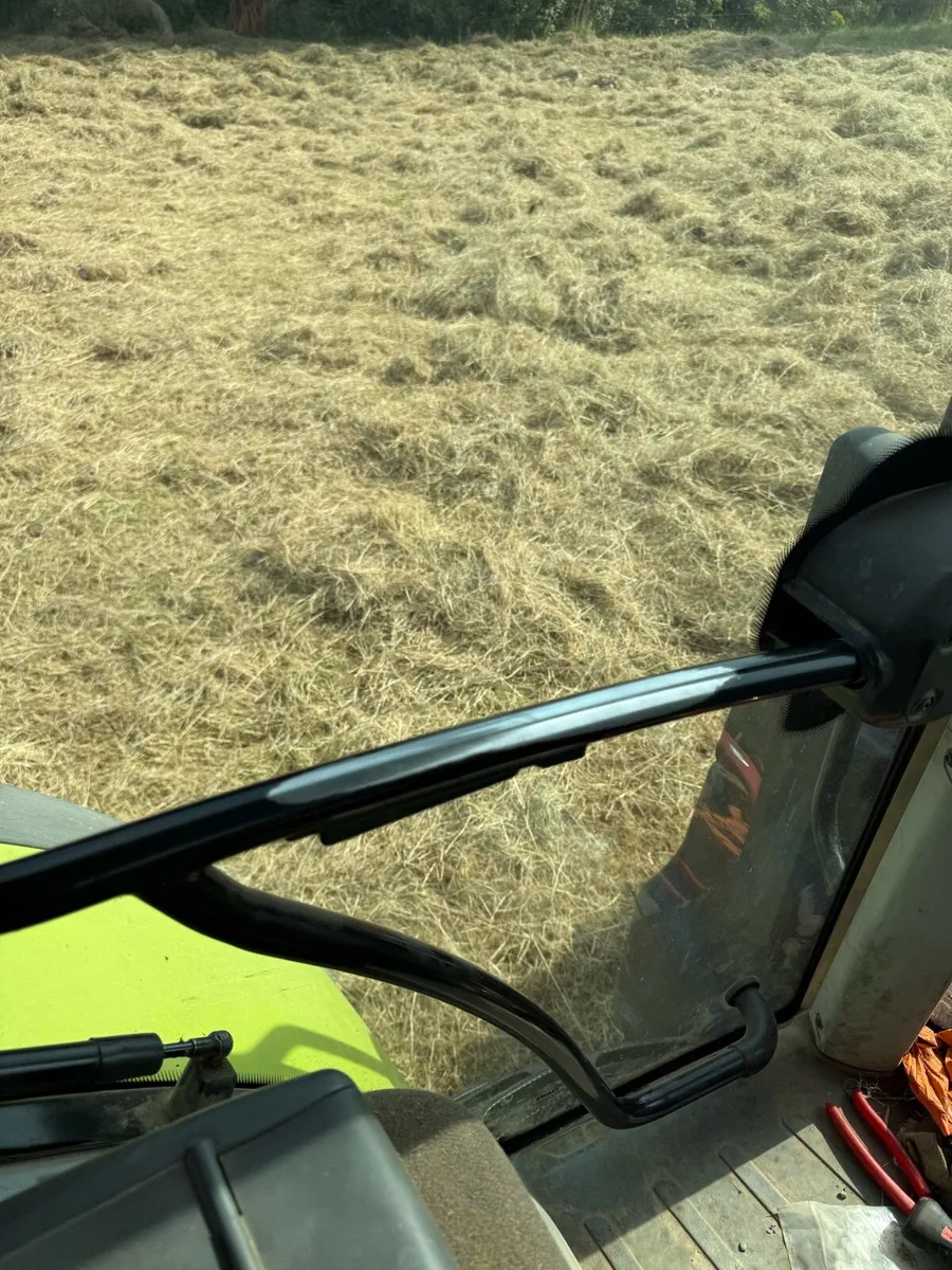 Green Hay - Image 4