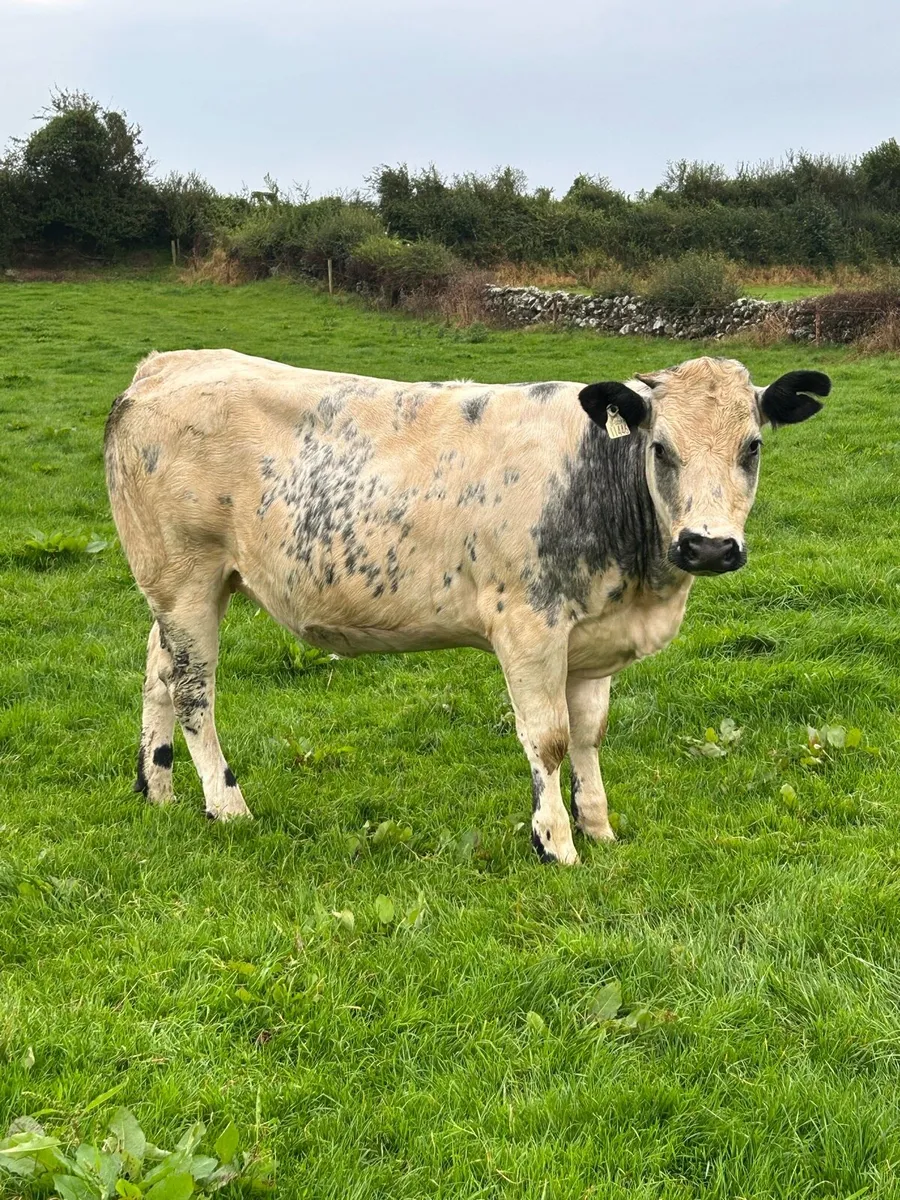 Lovely 5⭐️ Breeding Heifer - Image 1