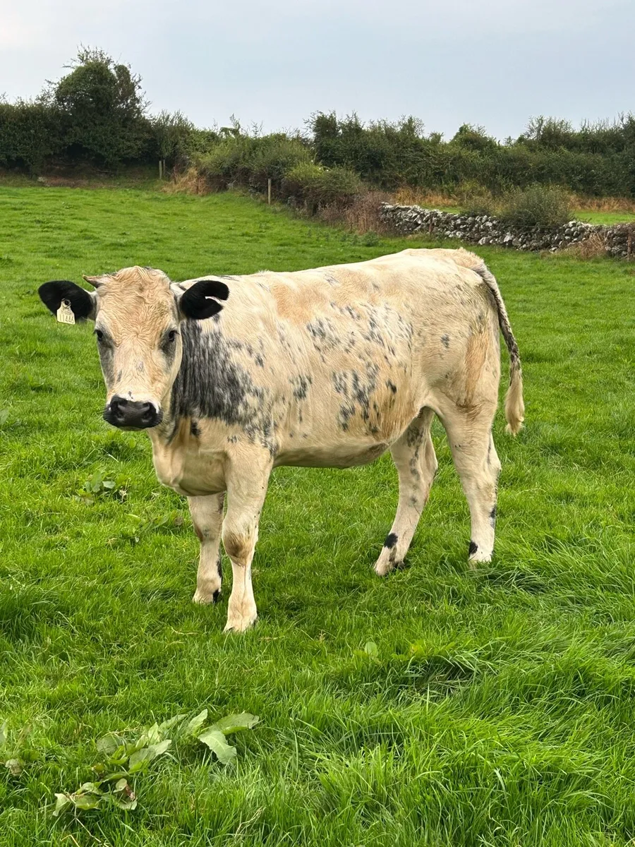Lovely 5⭐️ Breeding Heifer - Image 2