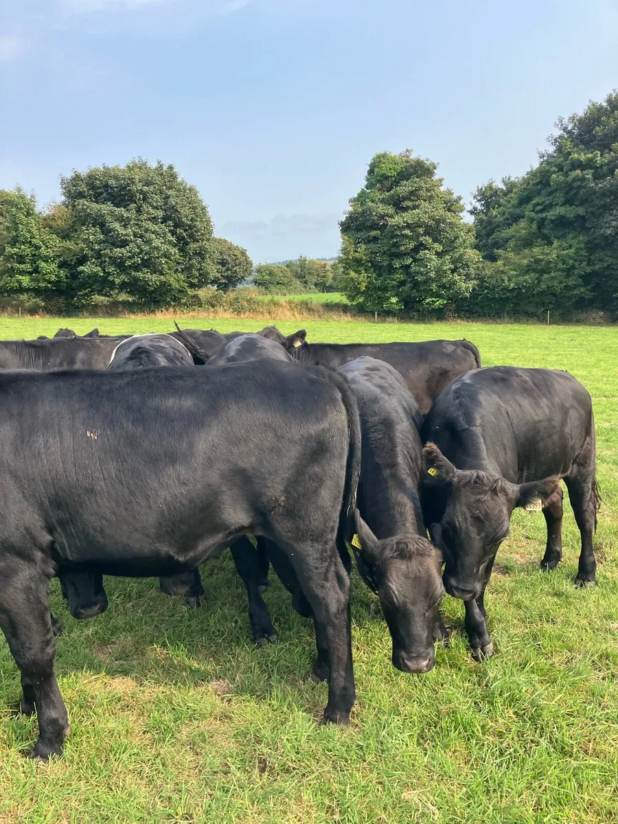 Cattle - Image 1