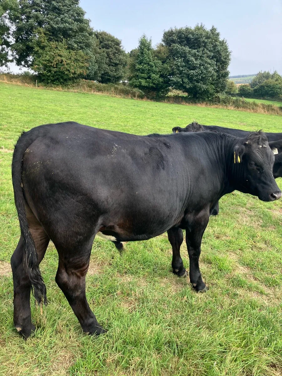 Cattle - Image 2