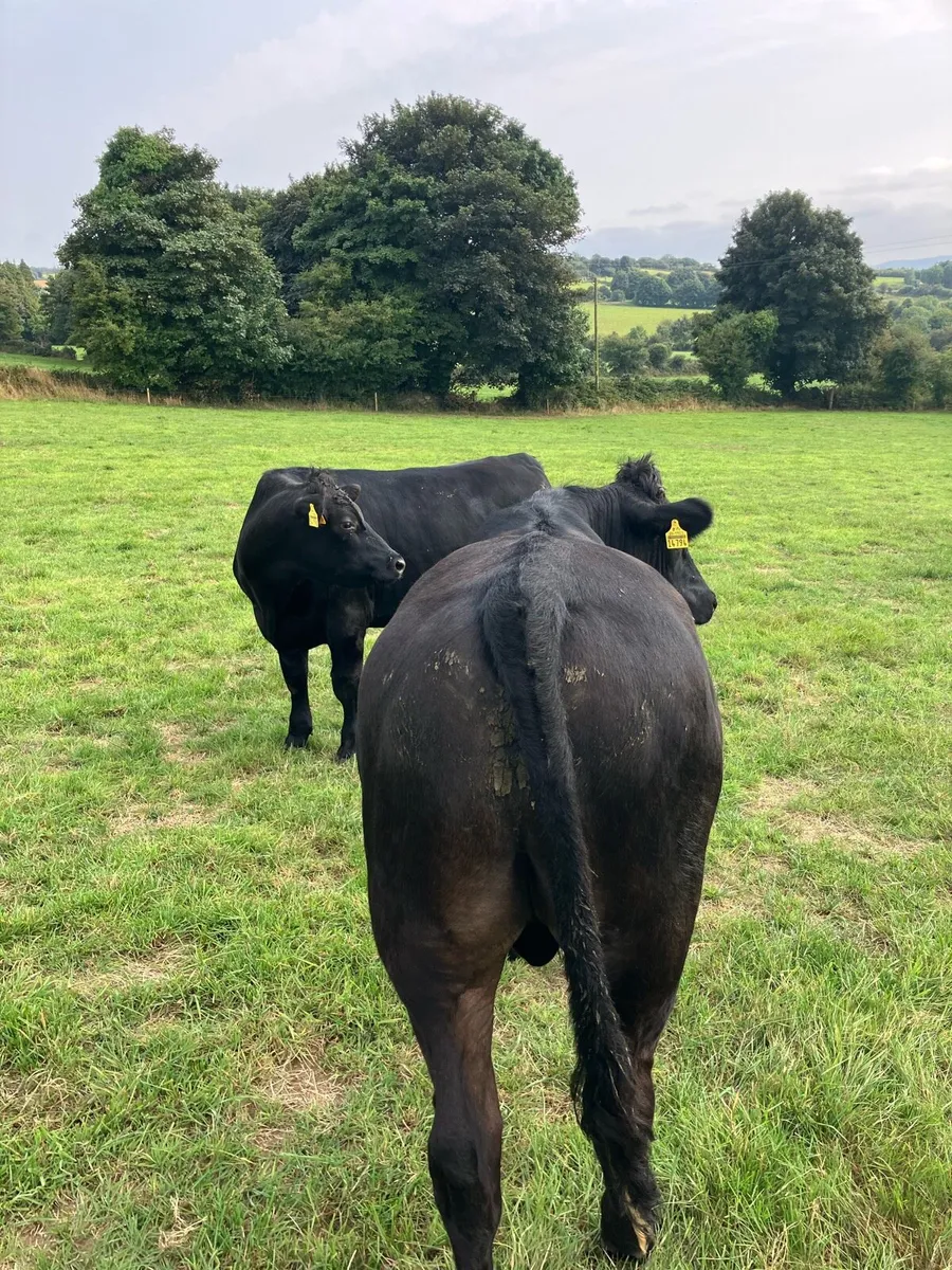 Cattle - Image 3