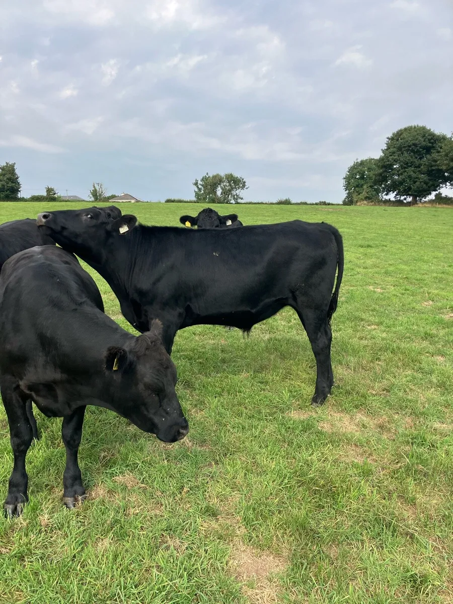 Cattle - Image 4