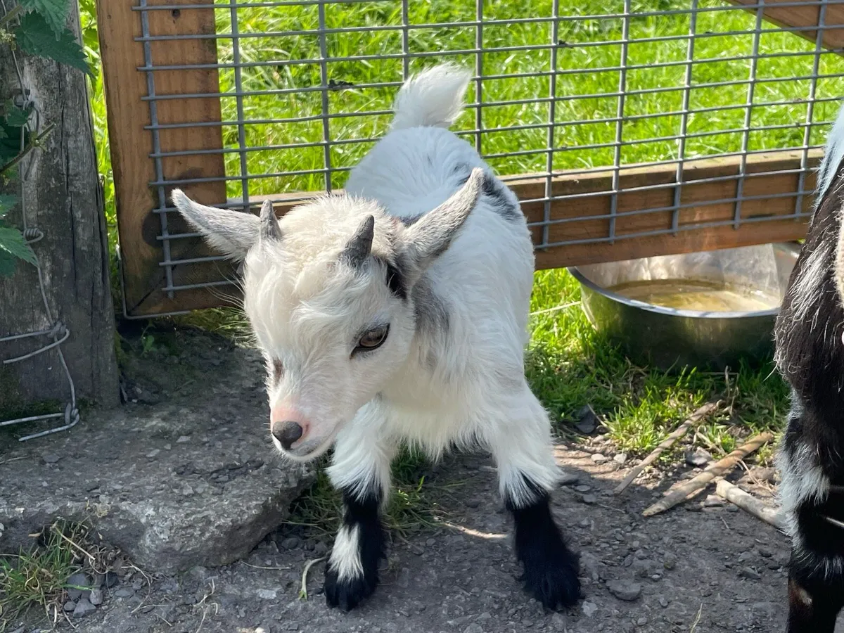 Pygmy Goat - Image 3