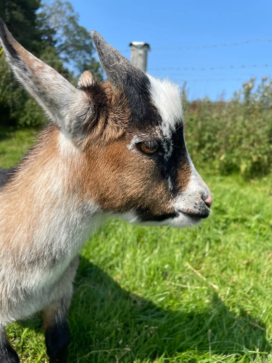 Pygmy Goat - Image 4