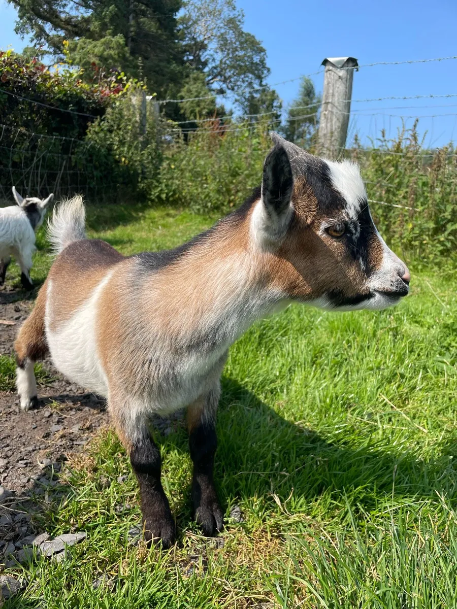 Pygmy Goat - Image 1