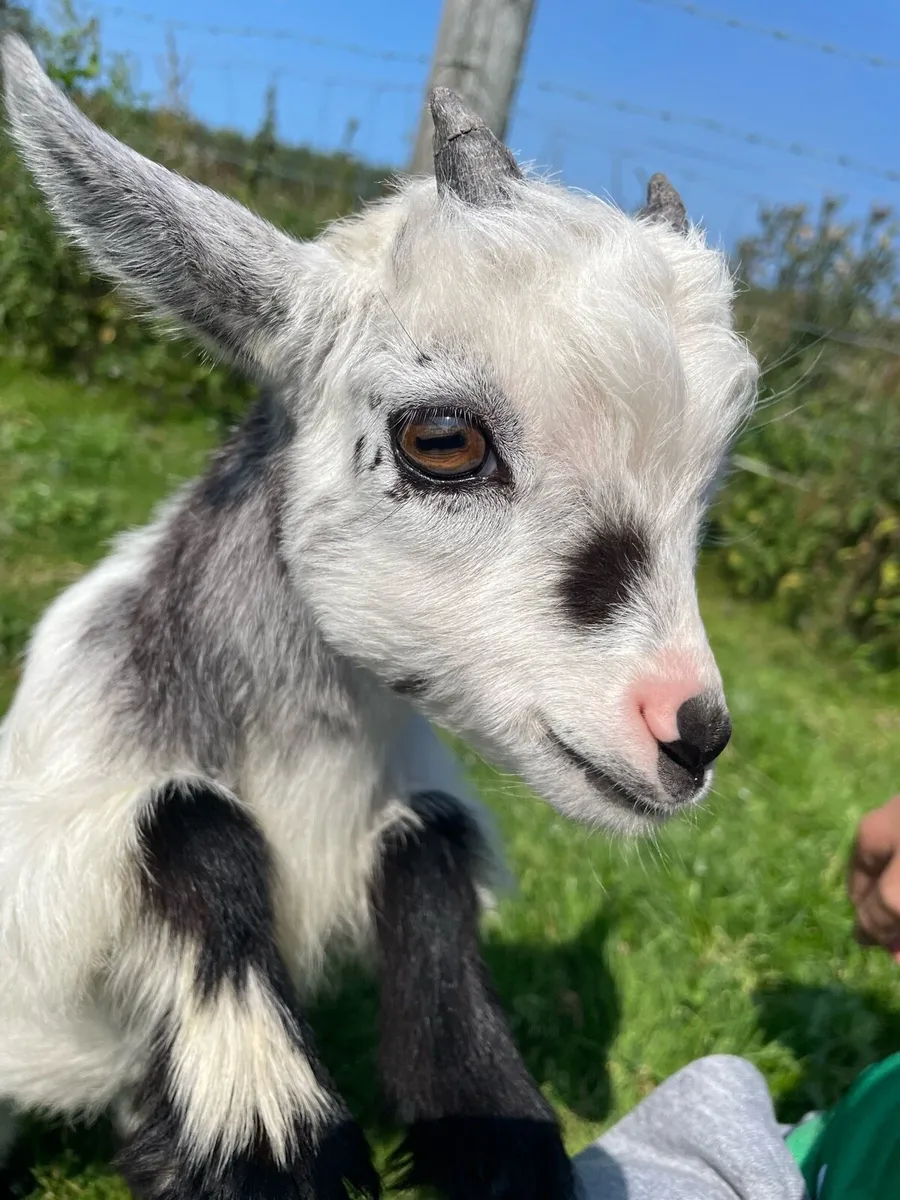 Pygmy Goat - Image 2