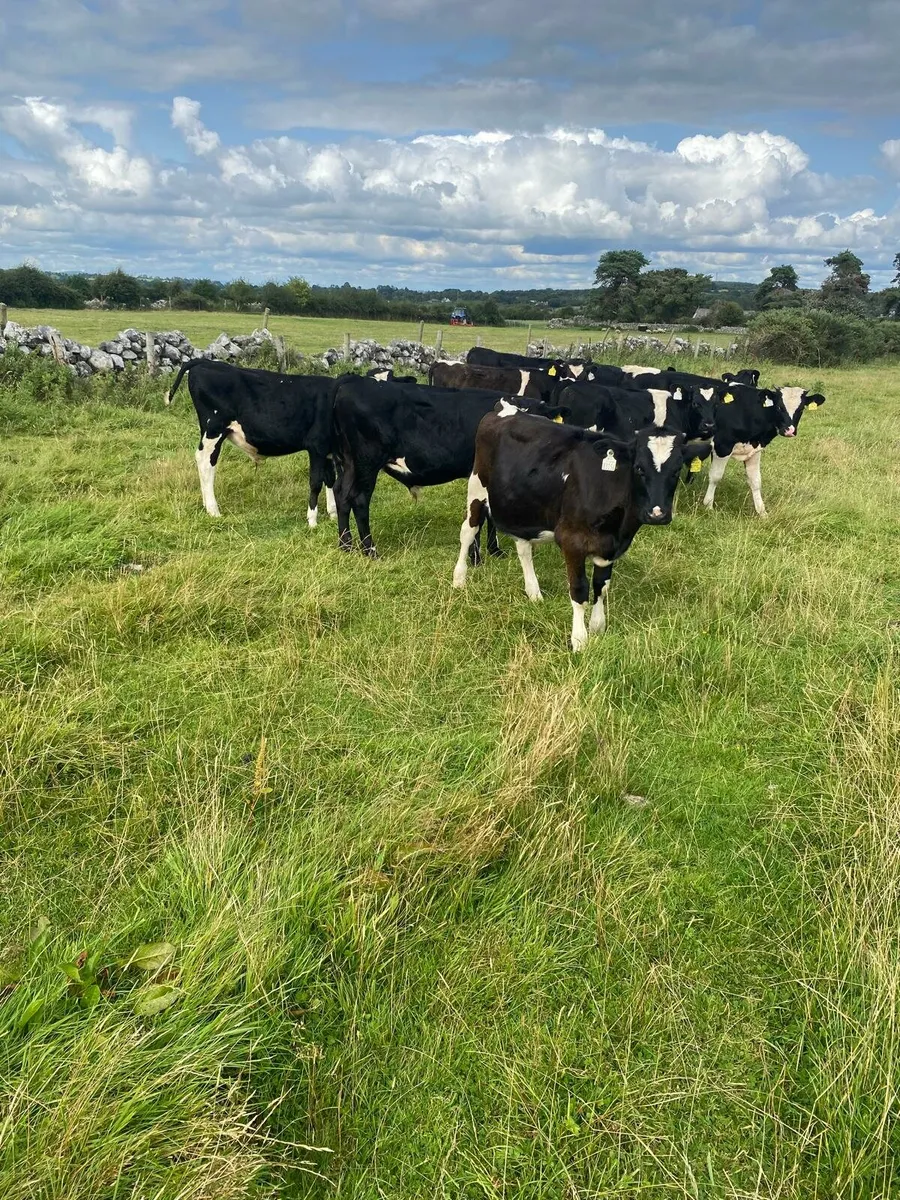 Fr bull runners - Image 1