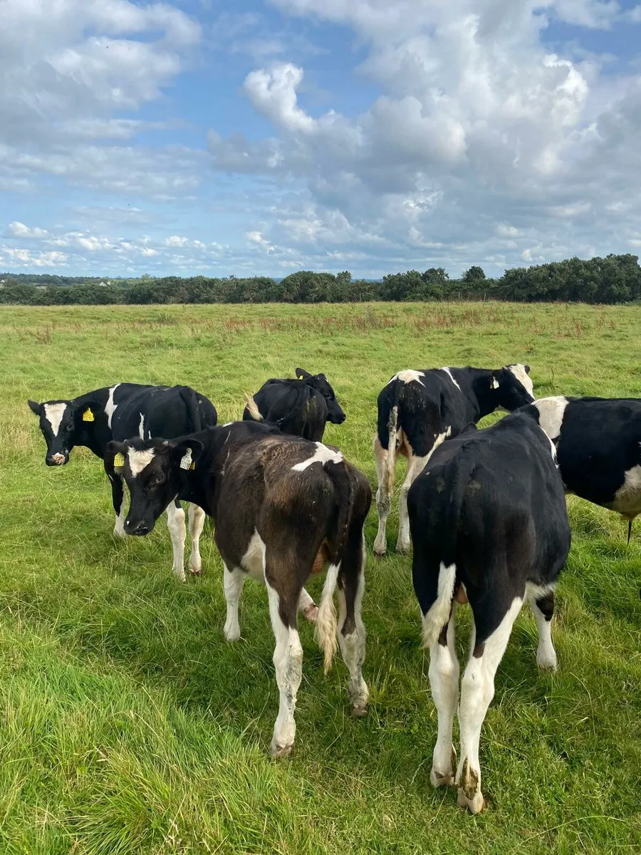 Fr bull runners - Image 2