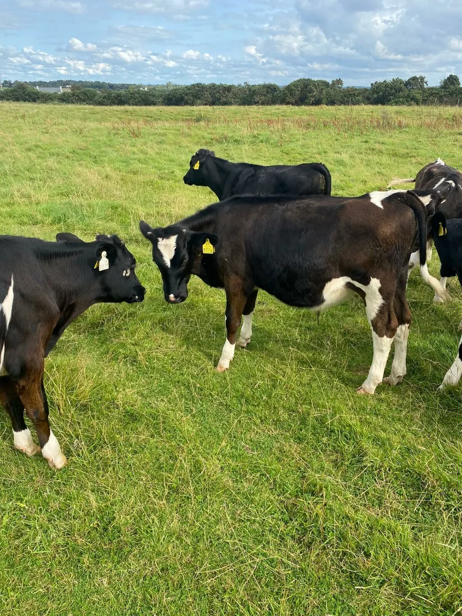 Fr bull runners - Image 3