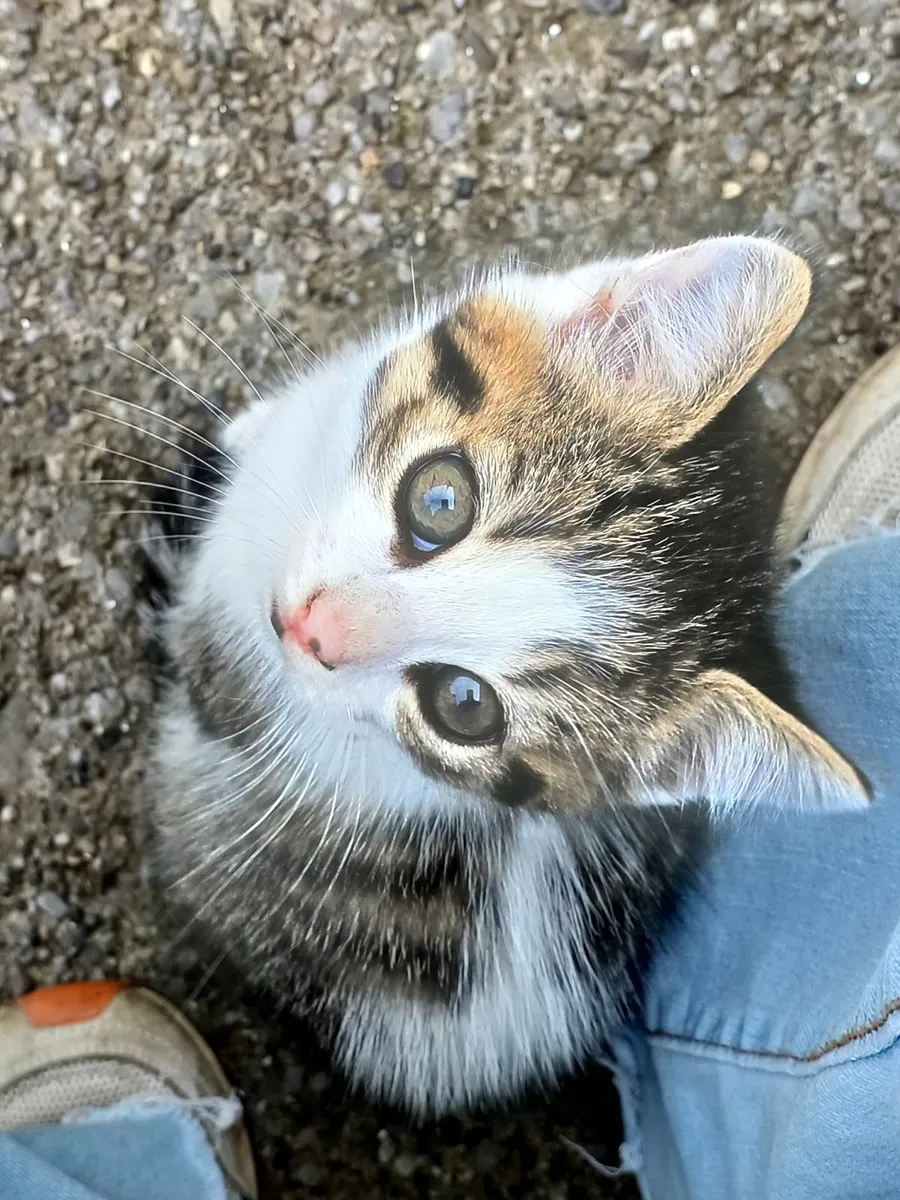 Beautiful healthy Kittens - Image 2