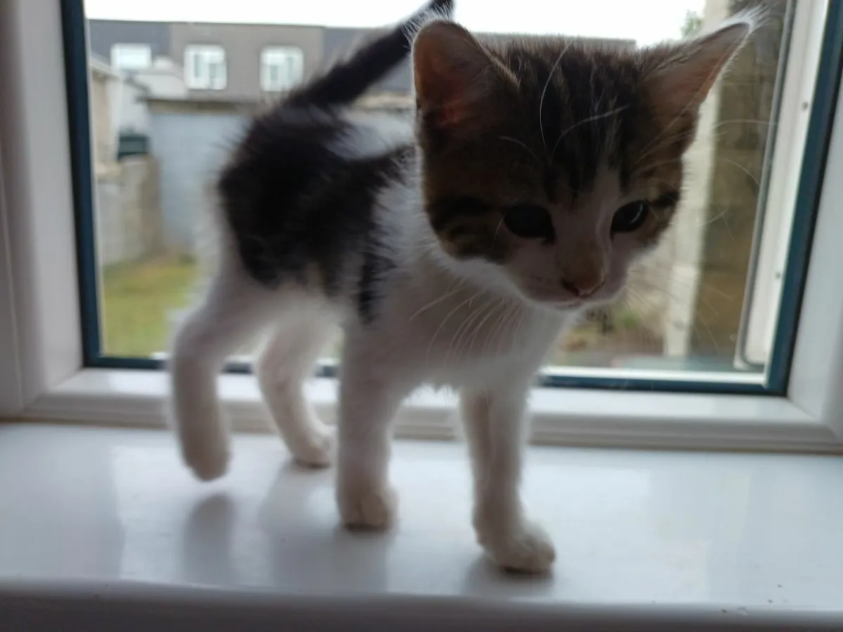 Beautiful healthy Kittens - Image 3
