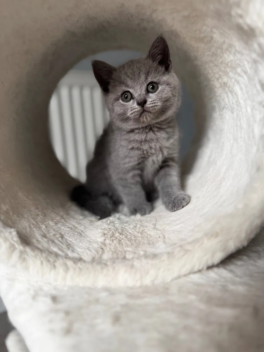 Purebred British Shorthair kittens - Image 1