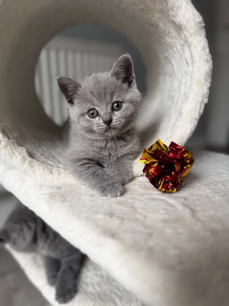 Purebred British Shorthair kittens - Image 2