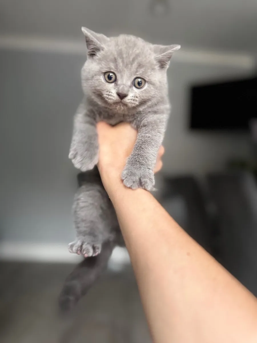 Purebred British Shorthair kittens - Image 3