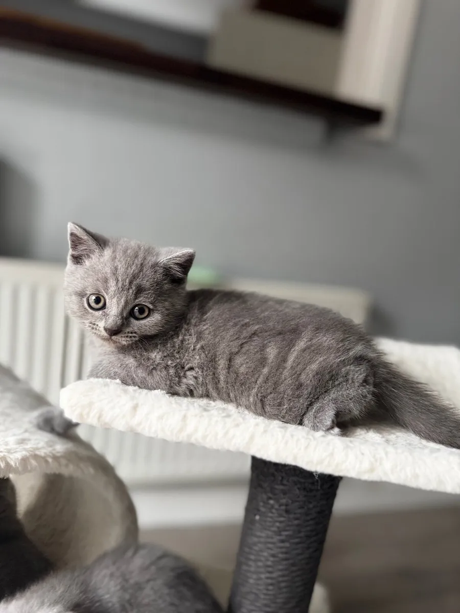 Purebred British Shorthair kittens - Image 4