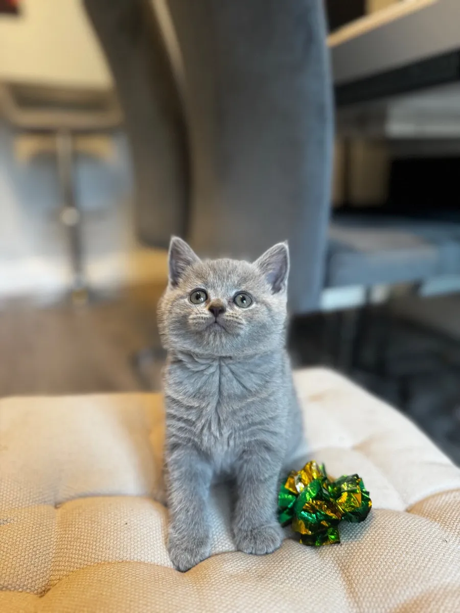 Purebred British Shorthair kittens - Image 1