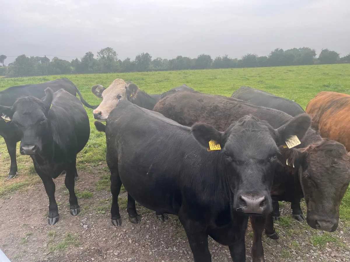 Heifers for Sale - Image 1