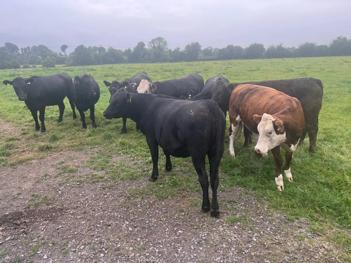 Heifers for Sale - Image 2