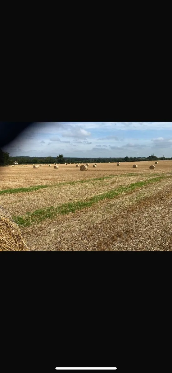 Hay and Straw - Image 2