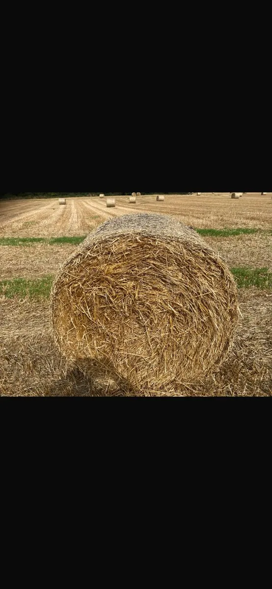 Hay and Straw - Image 3