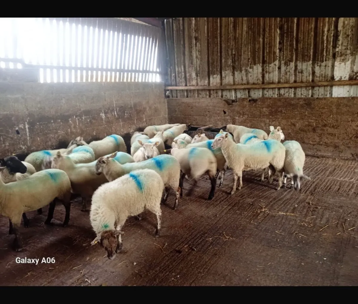 Livestock - Image 2